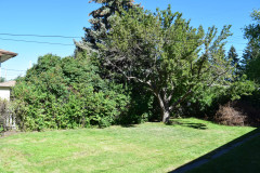 aca-Beautifully-treed-Back-Yard