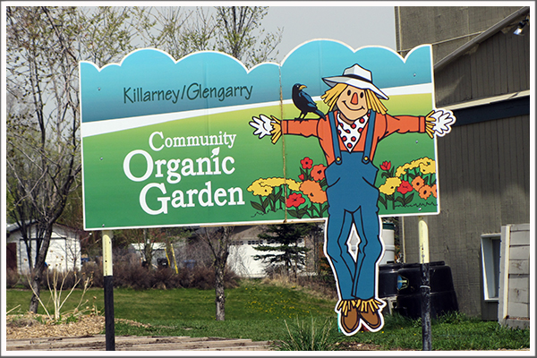 Killarney Glengarry Community Organic Garden | Infills Killarney